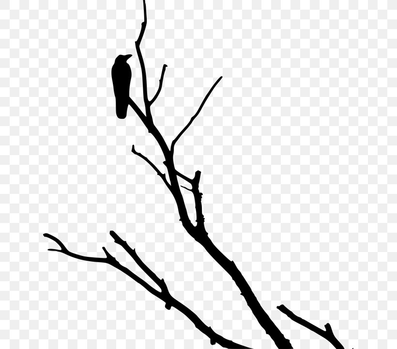 Family Tree Silhouette, PNG, 641x720px, American Crow, Bird, Blackandwhite, Branch, Cape Crow Download Free