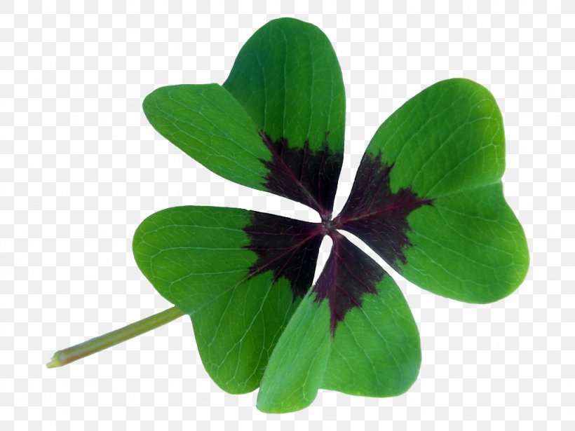 Oxalis Acetosella Red Clover Four-leaf Clover Luck Shamrock, PNG, 1024x768px, Oxalis Acetosella, Clover, Fourleaf Clover, Green, Leaf Download Free
