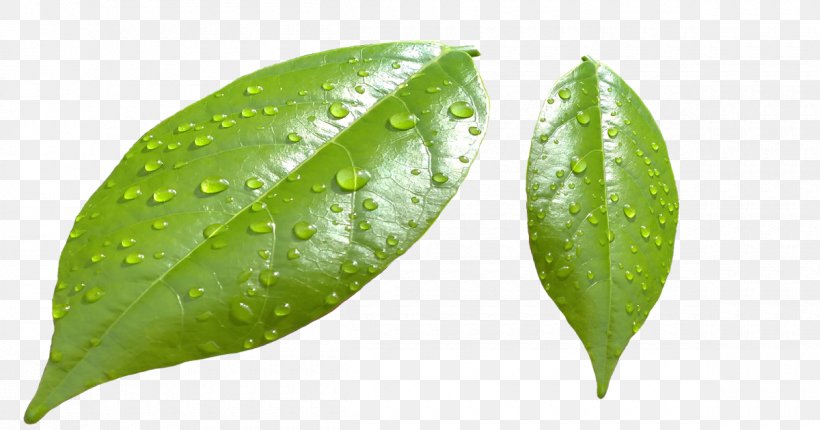 Water Drop, PNG, 1200x630px, Leaf, Dew, Drop, Flower, Plant Download Free