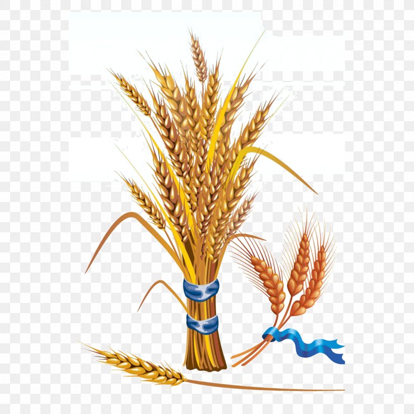 Wheat Euclidean Vector Grain Clip Art, PNG, 1500x1500px, Wheat, Barley, Cereal, Commodity, Feather Download Free