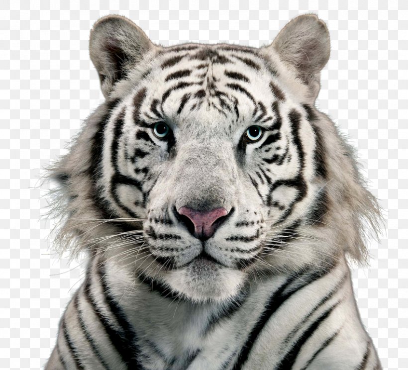 White Tiger Cat Bengal Tiger, PNG, 850x772px, White Tiger, Animal, Bengal Tiger, Big Cats, Carnivoran Download Free