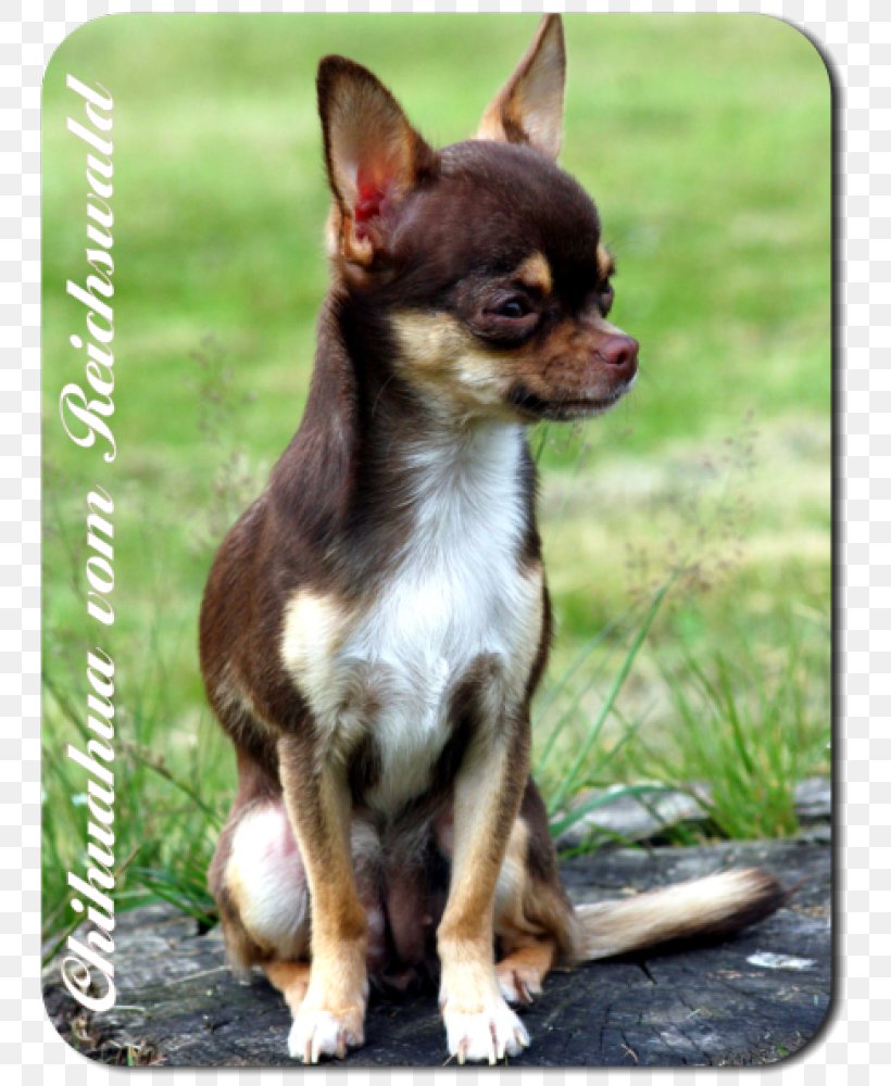 Chihuahua Russkiy Toy English Toy Terrier Puppy Dog Breed, PNG, 757x1000px, Chihuahua, Breed, Carnivoran, Companion Dog, Dog Download Free