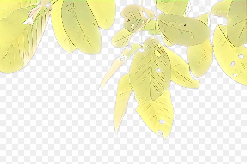Feather, PNG, 2000x1332px, Cartoon, Feather, Leaf, Plant, Tree Download Free