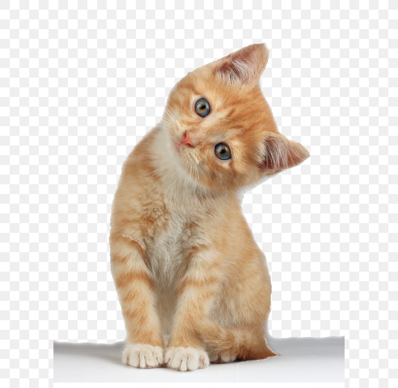 Kitten Cat Clip Art, PNG, 600x800px, Scottish Fold, Calico Cat, Carnivoran, Cat, Cat Like Mammal Download Free