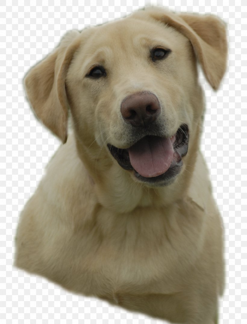 Labrador Retriever Golden Retriever Puppy Clip Art, PNG, 2400x3150px, Labrador Retriever, Carnivoran, Companion Dog, Cuteness, Dog Download Free
