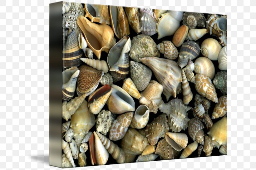 Cockle Mussel Gallery Wrap Slanec Canvas, PNG, 650x545px, Cockle, Animal Source Foods, Art, Canvas, Clam Download Free