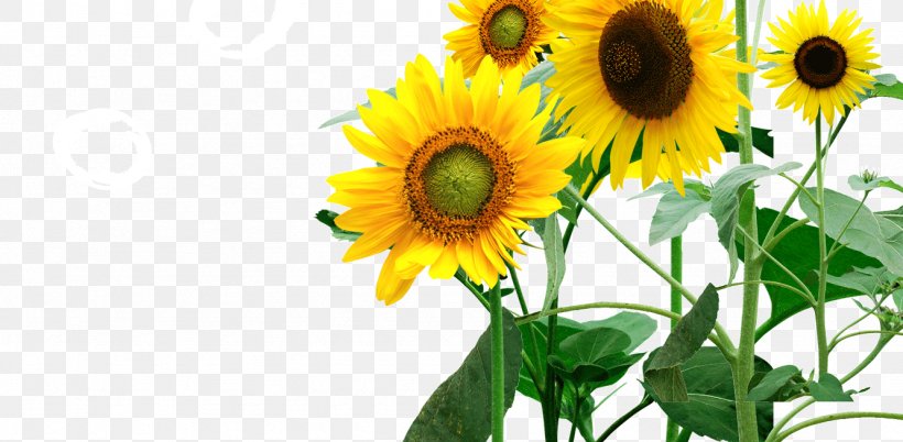 Common Sunflower Icon, PNG, 1332x654px, Common Sunflower, Biology, Cut Flowers, Daisy Family, Designer Download Free