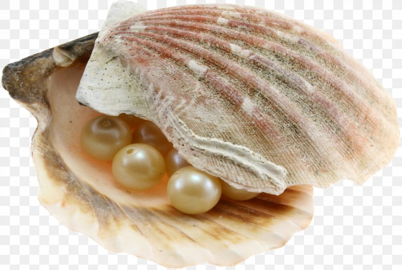 Dubai Abu Dhabi Pearl Journey Oyster Pearl Hunting, PNG, 2207x1484px, Pearl Hunting, Animal Product, Clam, Clams Oysters Mussels And Scallops, Cockle Download Free