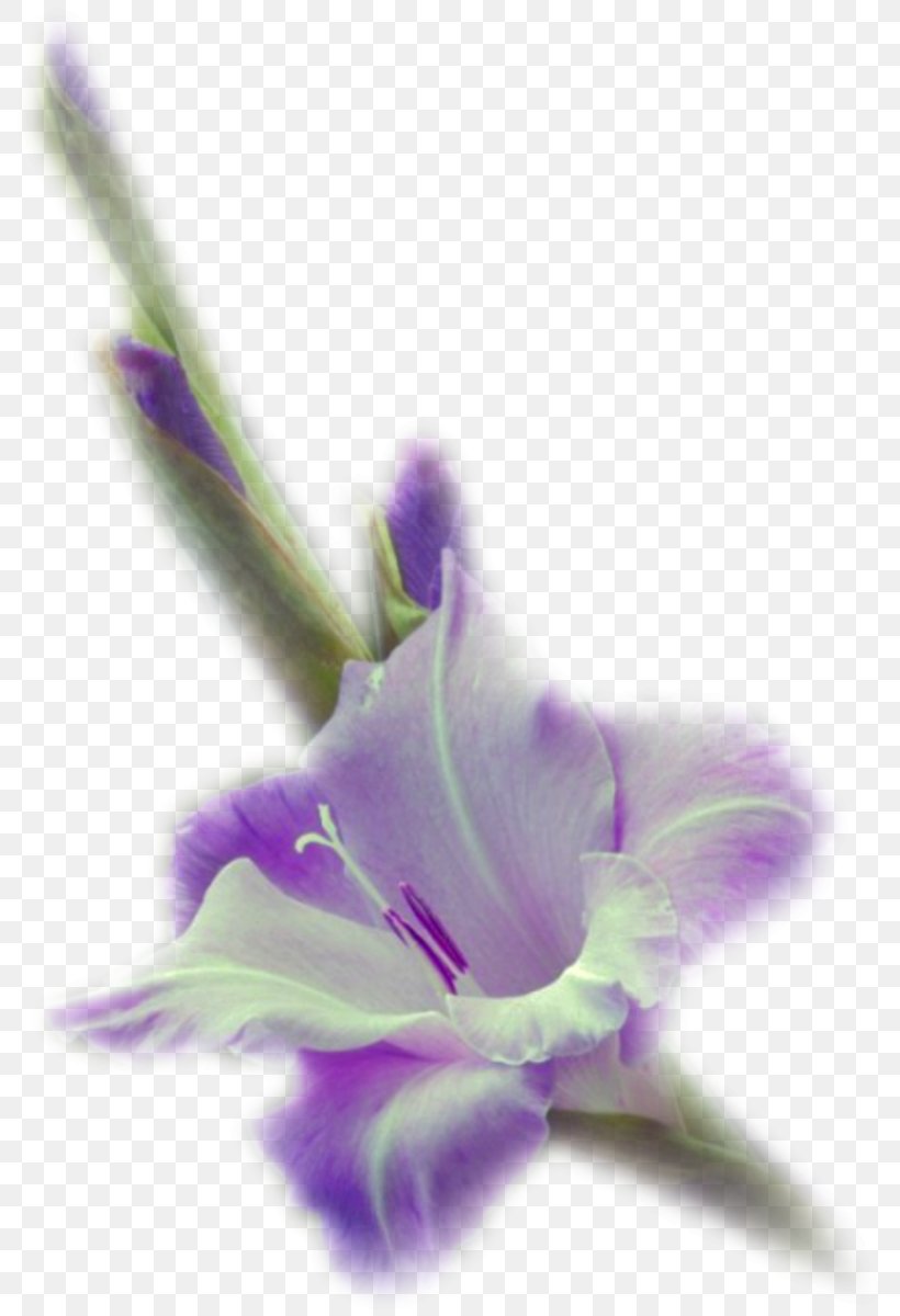 Flower .de Violet Petal .net, PNG, 800x1200px, Flower, Com, Flora, Flowering Plant, Friendship Download Free