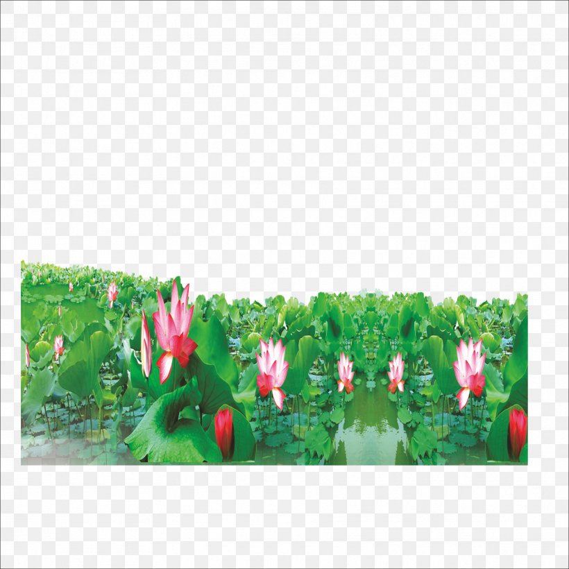 Nelumbo Nucifera Petal Leaf Lotus Effect, PNG, 1773x1773px, Nelumbo Nucifera, Flora, Flower, Flowering Plant, Free Software Download Free