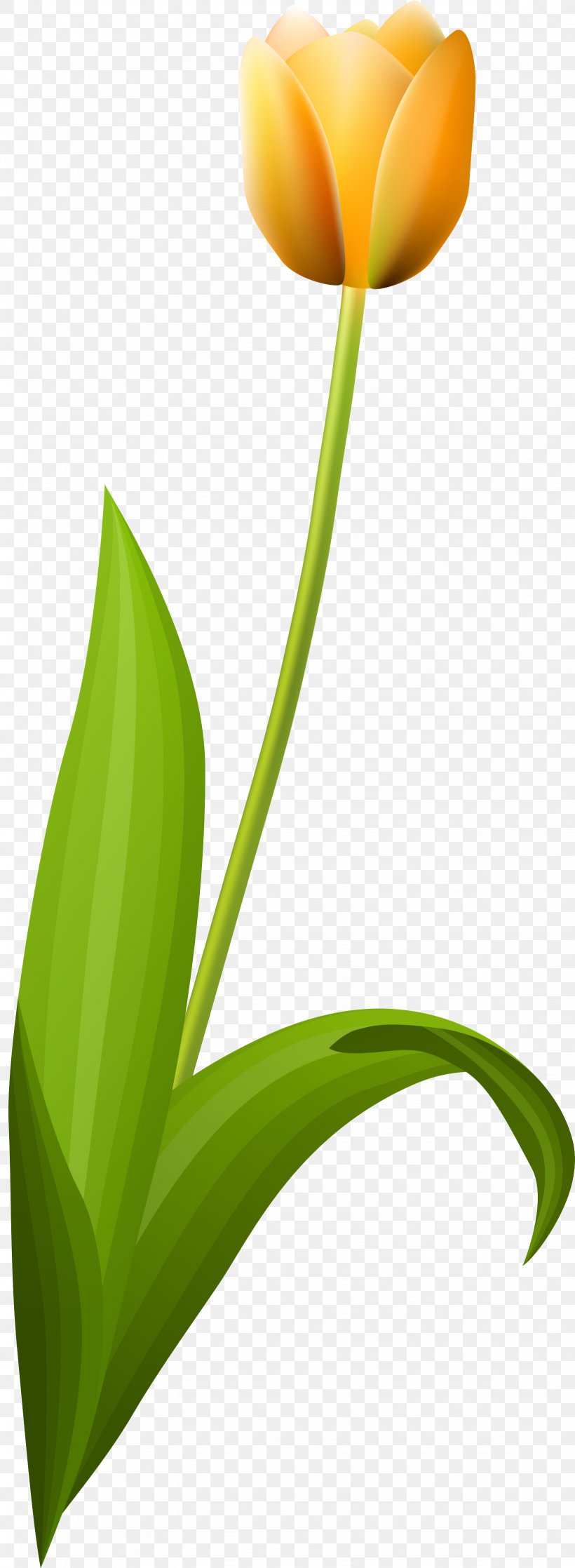 Tulip Desktop Wallpaper Petal Plant Stem Leaf, PNG, 1637x4462px, Tulip, Computer, Flower, Flowering Plant, Leaf Download Free