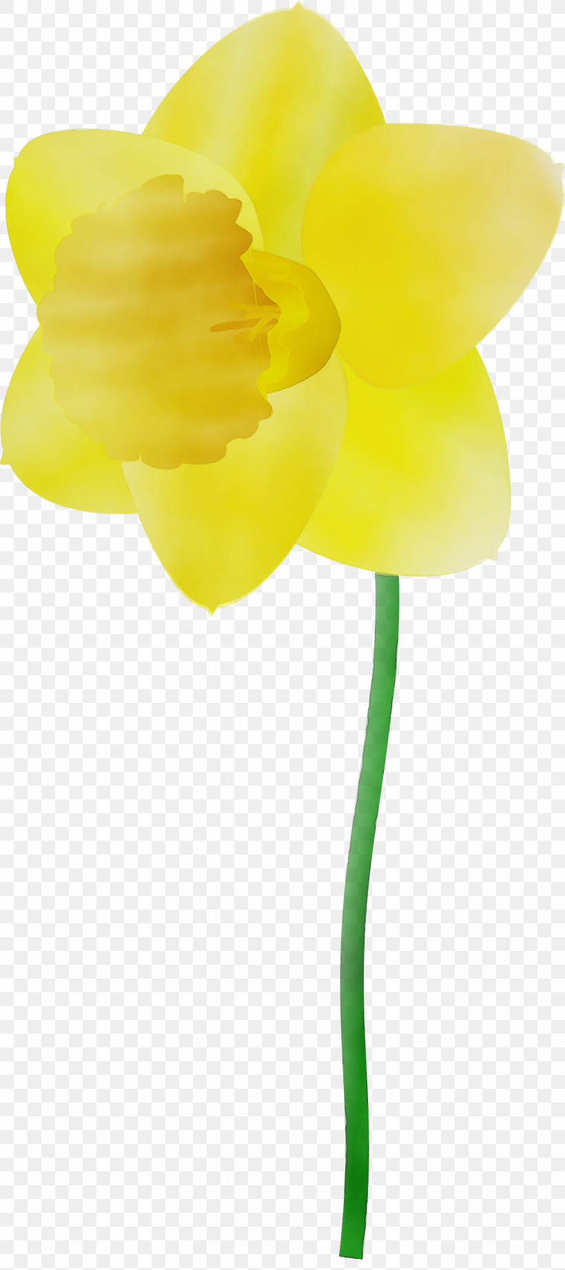 Yellow Flower Cut Flowers Plant Petal, PNG, 1331x2992px, Watercolor, Amaryllis Family, Cut Flowers, Flower, Narcissus Download Free