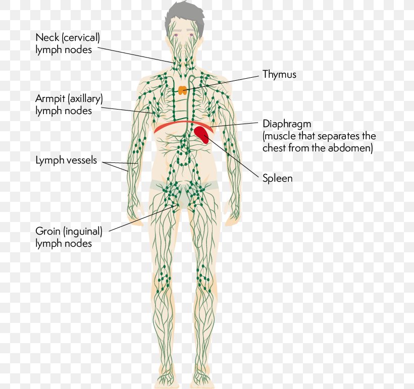 Lymphatic System Human Body Thymus Physiology, PNG, 681x771px, Watercolor, Cartoon, Flower, Frame, Heart Download Free