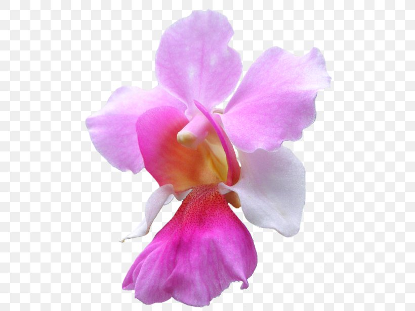 Singapore Vanda 'Miss Joaquim' Flower Ascocenda Vanda Coerulea, PNG, 500x616px, Singapore, Agnes Joaquim, Ascocenda, Cattleya, Cattleya Labiata Download Free