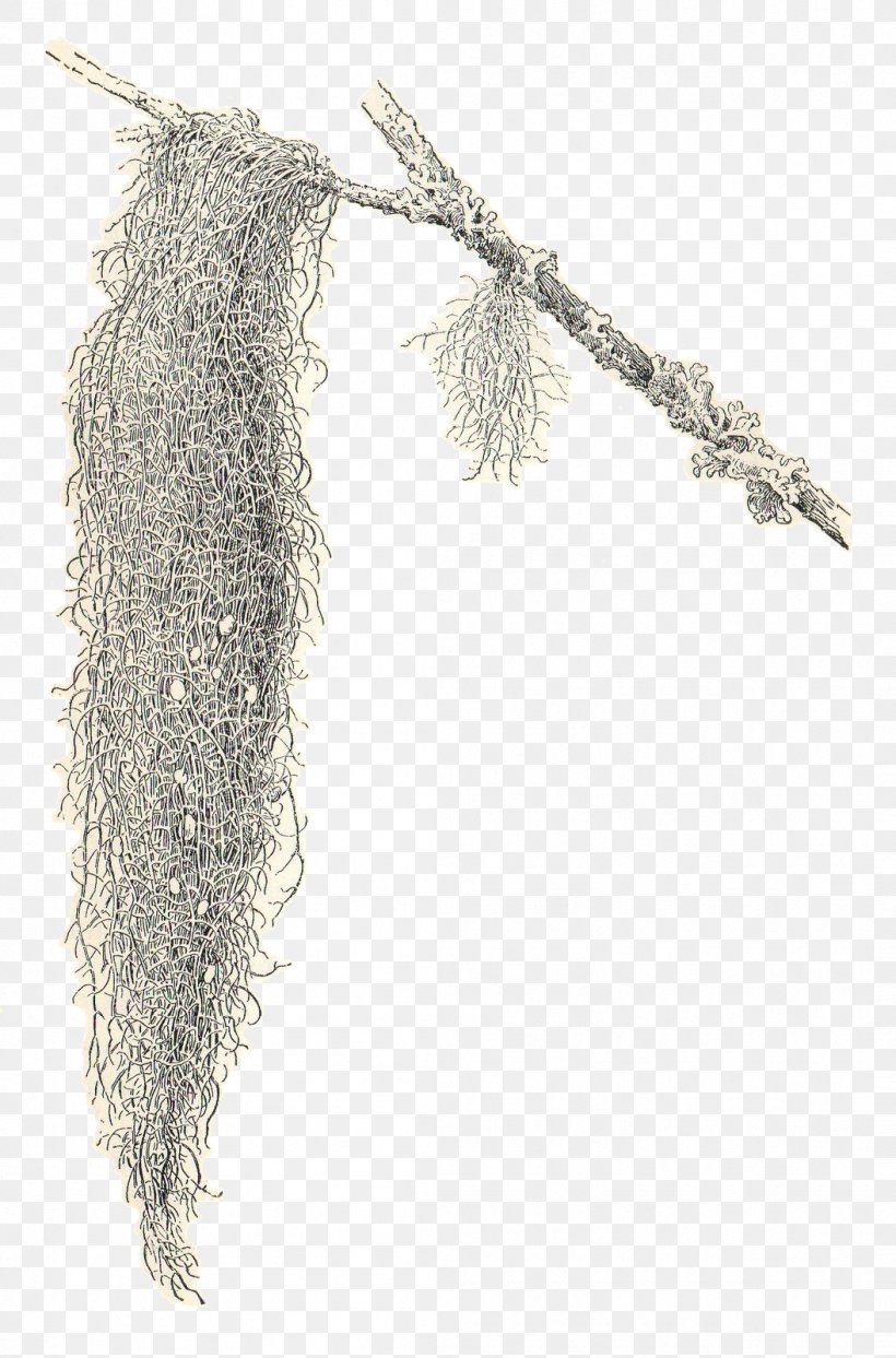 Spanish Moss Drawing Clip Art Png 1055x1600px Spanish Moss Blog Drawing Moss Plant Download Free