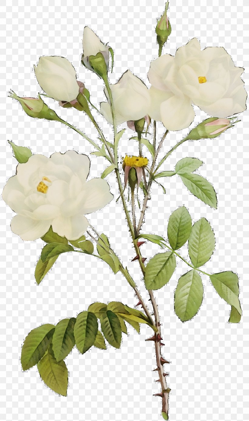 Garden Roses, PNG, 900x1520px, Watercolor, Alphabet, Austrian Briar, Bible, Branch Download Free