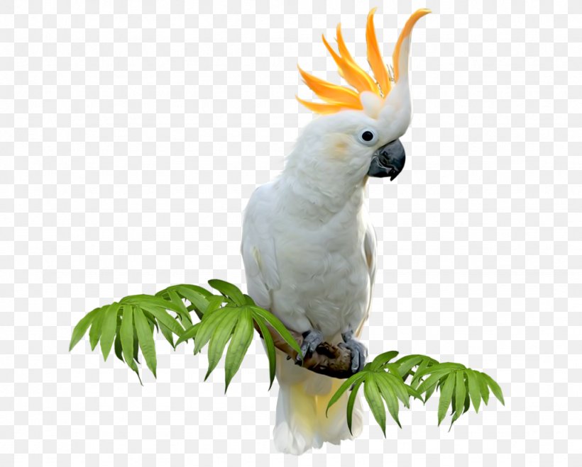 Sulphur-crested Cockatoo Budgerigar Bird Amazon Parrot Parakeet, PNG, 1024x824px, Sulphurcrested Cockatoo, Amazon Parrot, Beak, Bird, Budgerigar Download Free