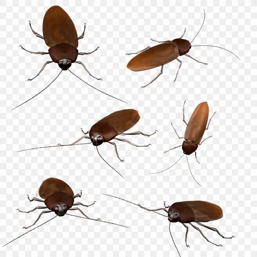 Cockroach Insect Blattidae, PNG, 2000x2000px, Cockroach, Arthropod, Beetle, Blattidae, Blattodea Download Free
