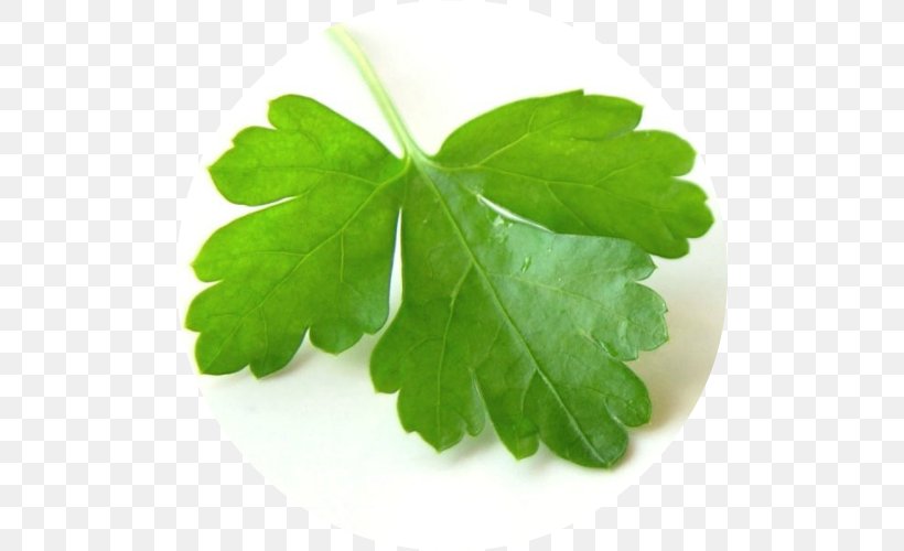 Coriander Group Indian Cuisine Chutney Herb, PNG, 500x500px, Coriander, Apiaceae, Chutney, Coriander Group, Flavor Download Free