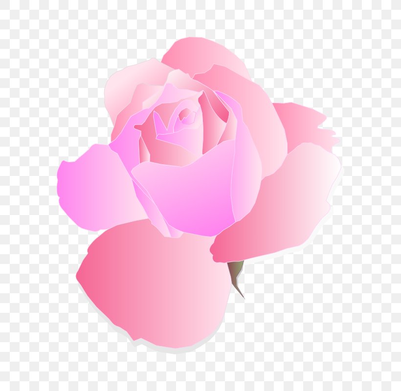 Rose Pink Flowers Clip Art, PNG, 800x800px, Rose, Black Rose, Blue Rose, Cut Flowers, Flower Download Free
