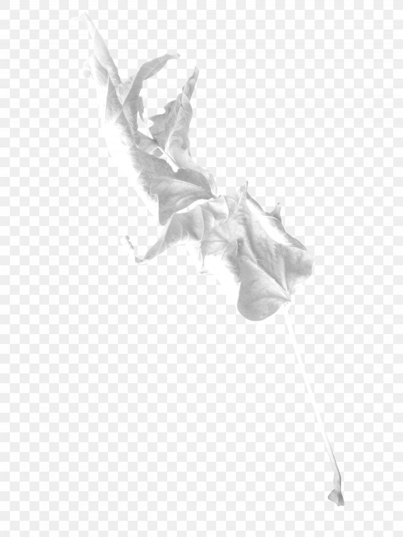 Drawing White /m/02csf, PNG, 2700x3600px, Drawing, Artwork, Black And White, Feather, Monochrome Download Free