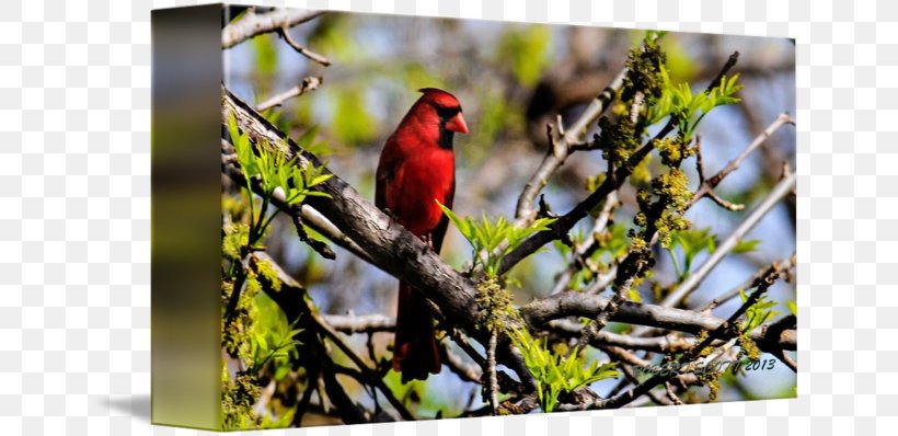 Finches Fauna Beak Wildlife, PNG, 650x398px, Finches, Beak, Bird, Branch, Cardinal Download Free