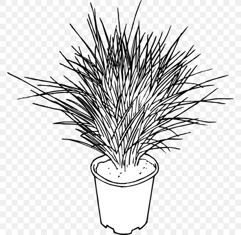 Grasses Line Art Flower, PNG, 800x800px, Grasses, Artwork, Black And White, Branch, Branching Download Free