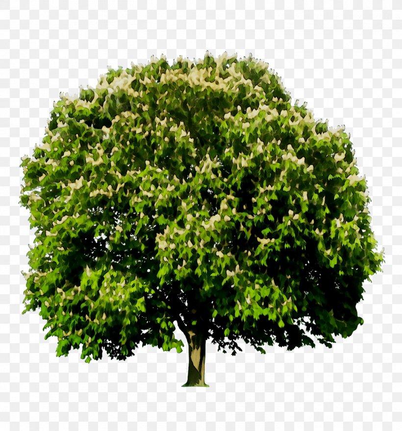 Visual Tree Assessment Wood Root European Ash, PNG, 1467x1574px, Tree, Aerial Root, Arboriculture, Ash, Chainsaw Download Free