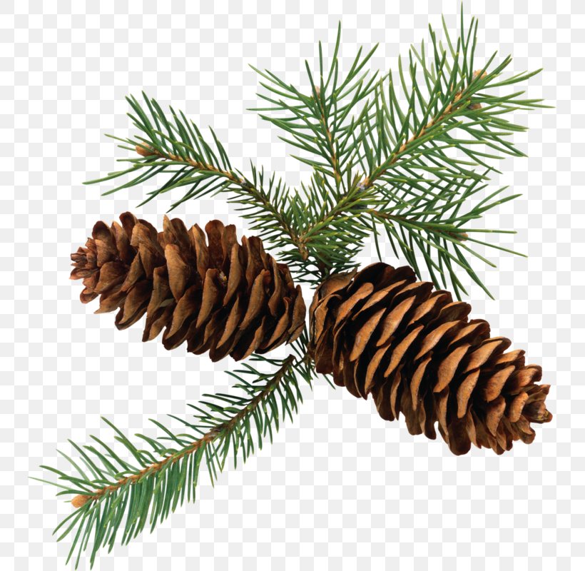Conifer Cone Eastern White Pine Clip Art, PNG, 741x800px, Conifer Cone, Christmas Ornament, Cone, Conifer, Conifers Download Free