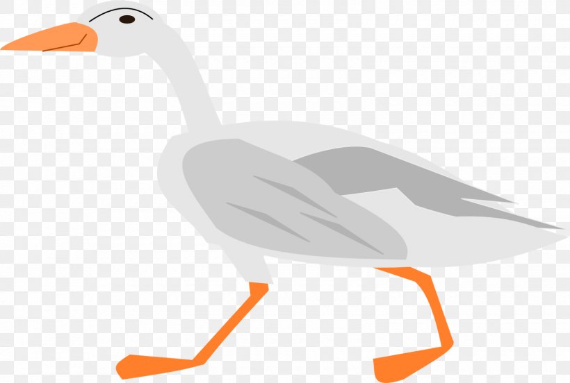 Duck Goose Water Bird Vertebrate, PNG, 1600x1078px, Duck, Anatidae, Animal, Beak, Bird Download Free