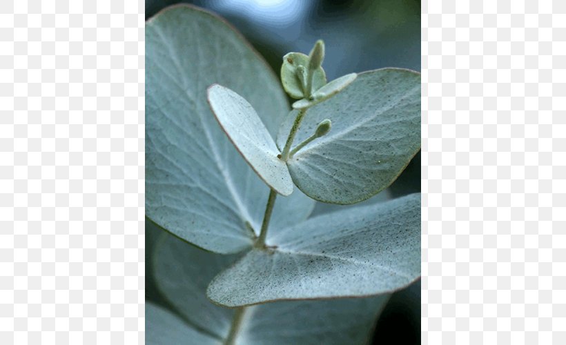 Eucalyptus Radiata Eucalyptus Cinerea Eucalyptus Globulus Eucalyptus Polyanthemos Eucalyptus Polybractea, PNG, 500x500px, Eucalyptus Radiata, Essential Oil, Eucalyptus Cinerea, Eucalyptus Cladocalyx, Eucalyptus Deanei Download Free