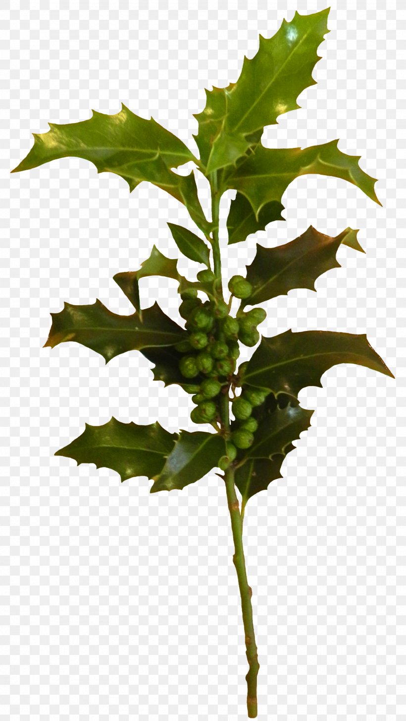 Leaf Plant Stem, PNG, 1864x3305px, Leaf, Branch, Plant, Plant Stem, Tree Download Free