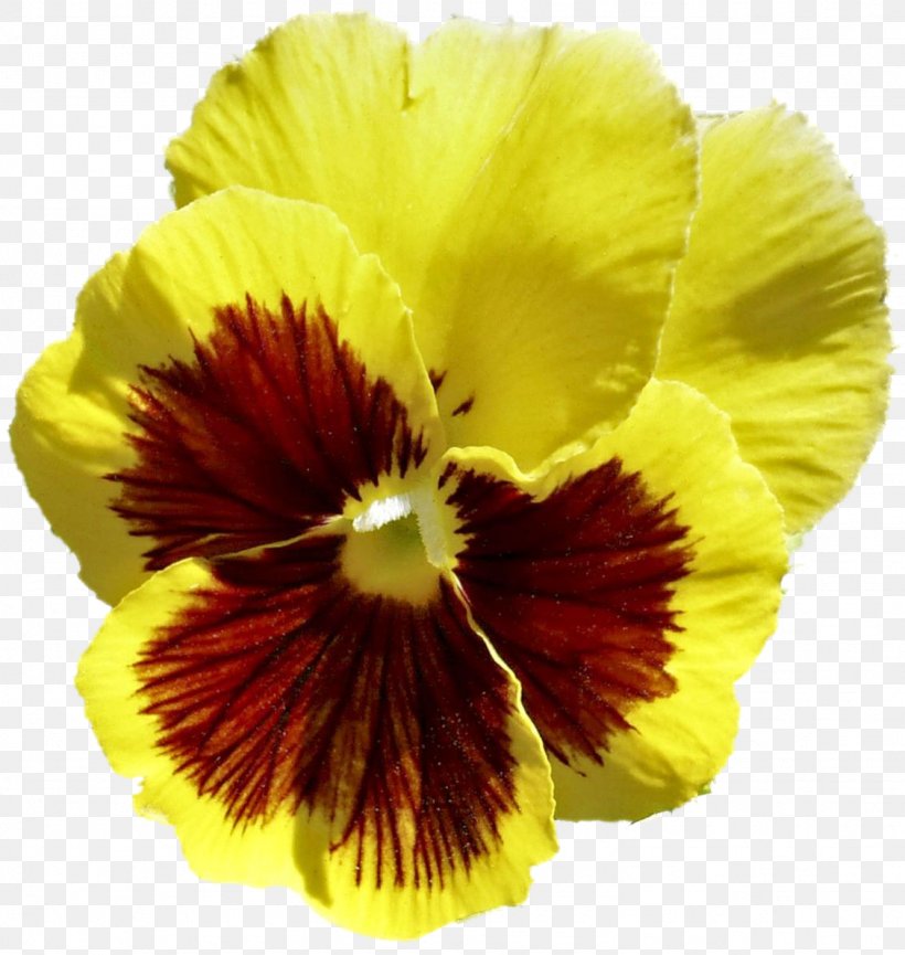Pansy Petal, PNG, 1127x1190px, Pansy, Flower, Flowering Plant, Petal, Plant Download Free