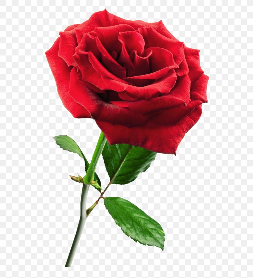 Rose Flower Red, PNG, 600x902px, Rose, Black Rose, Blue Rose, China Rose, Color Download Free