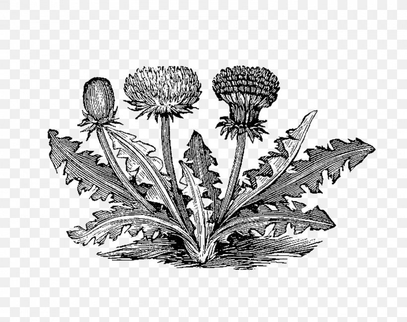 Botanical Illustration Botany Drawing Flower, PNG, 1600x1270px, Botanical Illustration, Art, Black And White, Botany, Dandelion Download Free