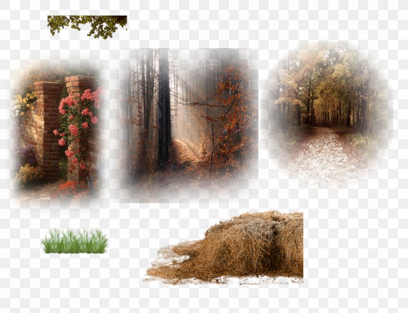 Desktop Wallpaper Stock Photography Fauna Computer, PNG, 1200x923px, Stock Photography, Computer, Fauna, Photography, Tree Download Free