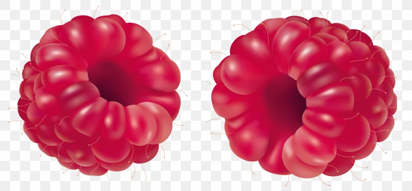 Raspberry Fruit Clip Art, PNG, 1618x751px, Raspberry, Berry, Blackcurrant, Blueberry, Compote Download Free