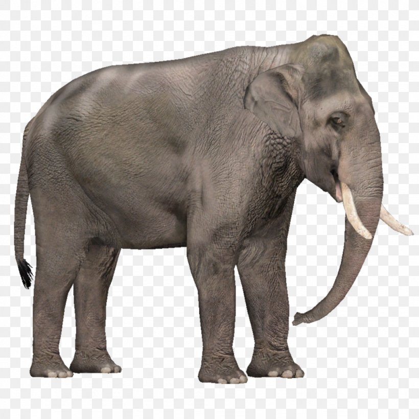 Zoo Tycoon 2 Asian Elephant African Elephant Tusk, PNG, 1024x1024px, Zoo Tycoon 2, African Elephant, Animal, Asian Elephant, Elephant Download Free