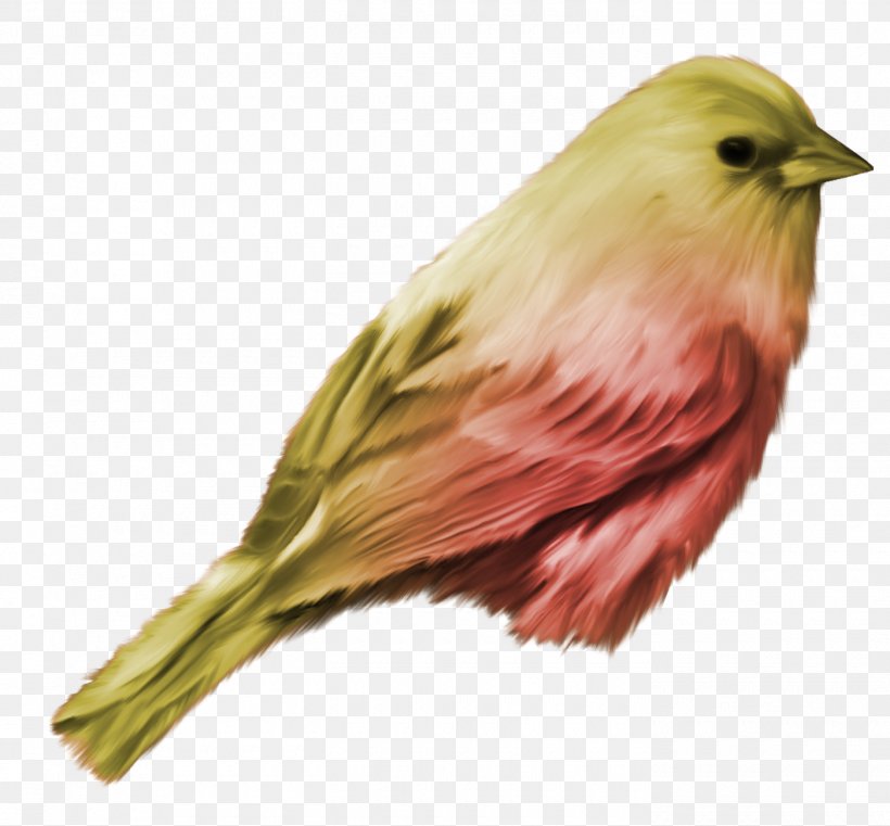 Bird Download, PNG, 1400x1300px, Bird, Beak, Emberizidae, Fauna, Feather Download Free