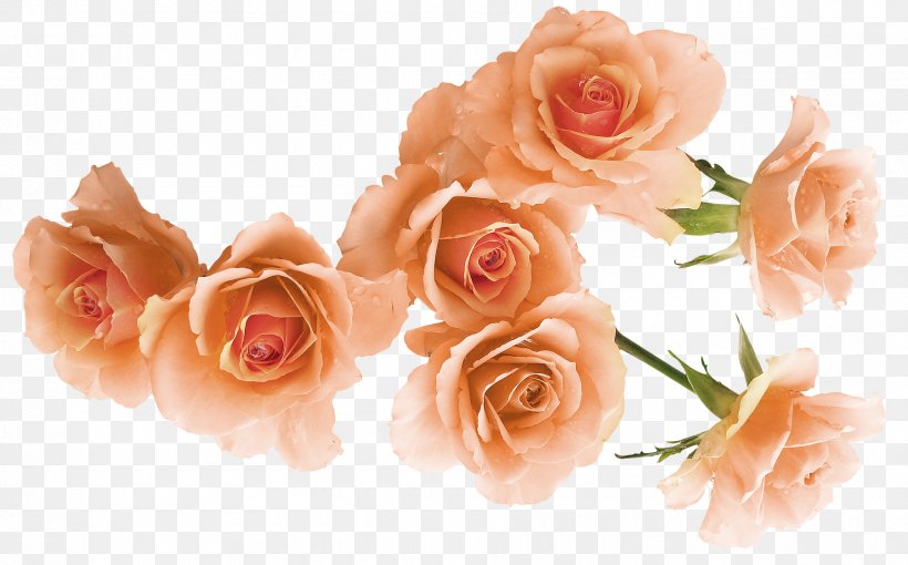 Garden Roses Beach Rose Flower Rosa Foetida, PNG, 1800x1120px, Garden Roses, Beach Rose, Cut Flowers, Floral Design, Floristry Download Free