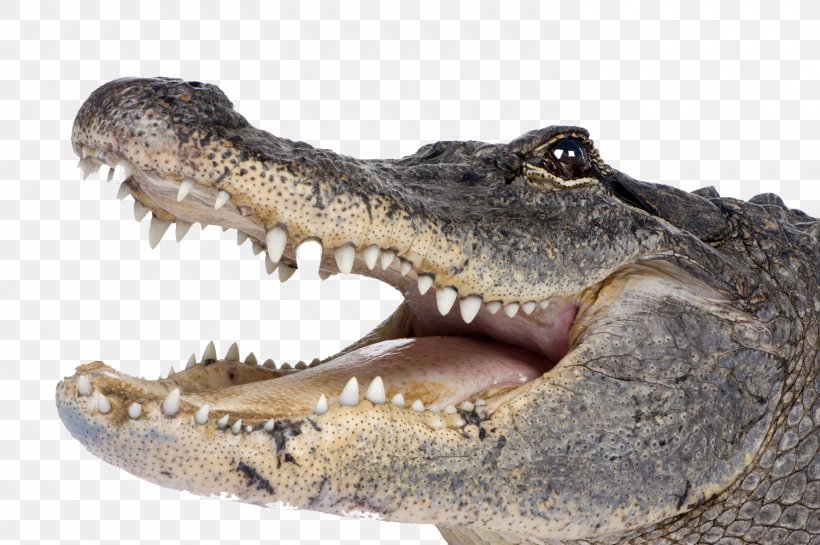 Crocodiles American Alligator Clip Art, PNG, 1500x998px, Crocodile, Alligator, American Alligator, American Crocodile, Animal Download Free