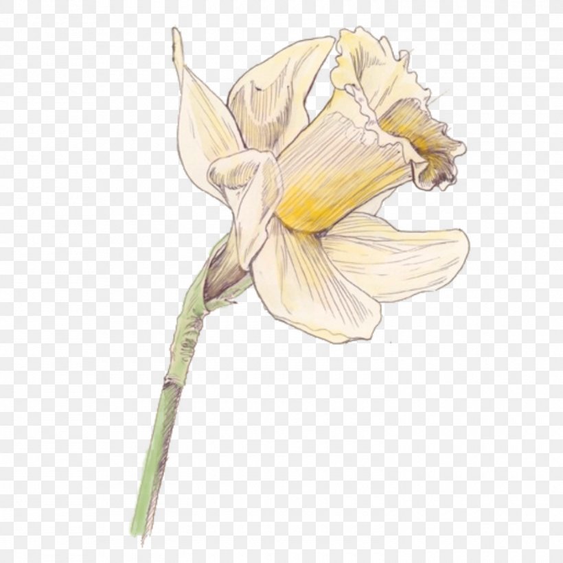 Daffodil Moth Orchids Cut Flowers Raster Graphics, PNG, 1500x1500px, Daffodil, Amaryllis Belladonna, Cut Flowers, Drawing, Flora Download Free