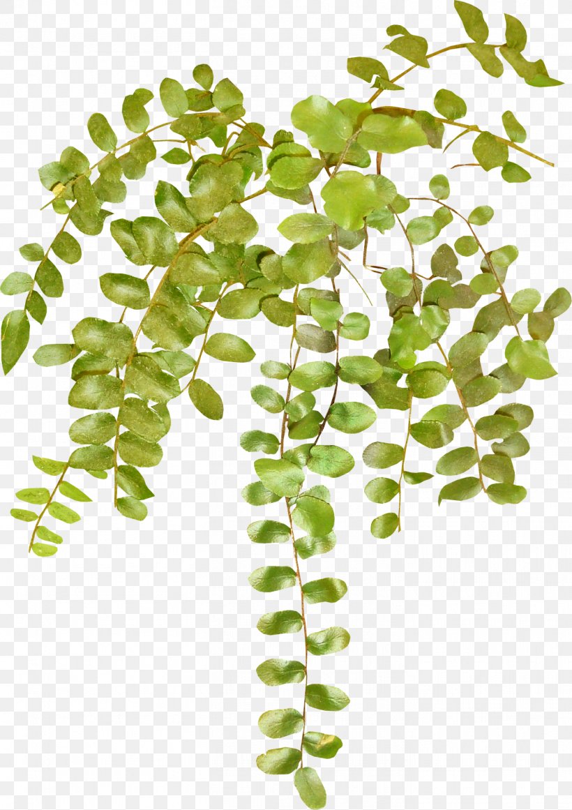 Vine Herbaceous Plant Clip Art, PNG, 1412x2000px, Vine, Art, Branch, Designer, Herbaceous Plant Download Free