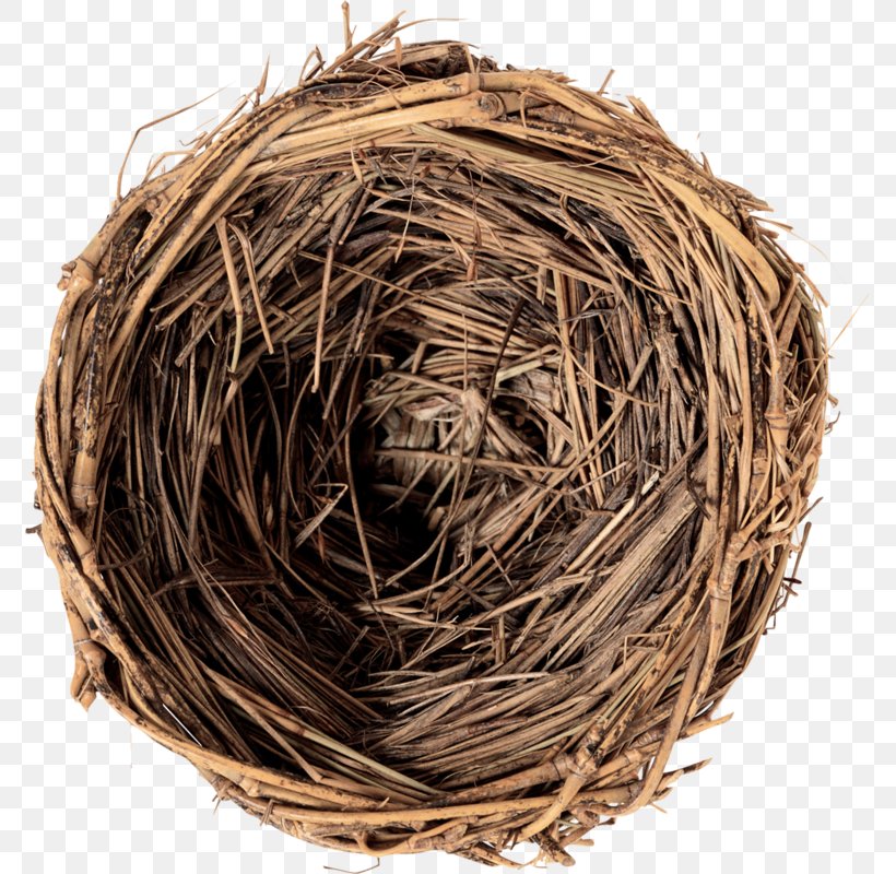 Bird Nest Edible Bird's Nest Egg, PNG, 774x800px, Bird, Bird Nest, Book, Burrow, Child Download Free