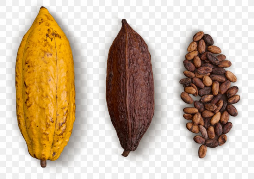 Cocoa Bean Chocolate Nacional Green Leaf, PNG, 1527x1080px, Cocoa Bean, Cacao Tree, Chocolate, Commodity, Emerald Download Free