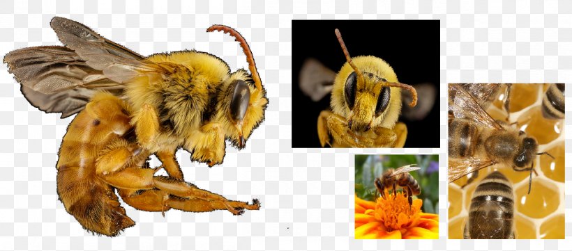 Honey Bee Bee Pollen, PNG, 1206x531px, Honey Bee, Arthropod, Bee, Bee Pollen, Honey Download Free