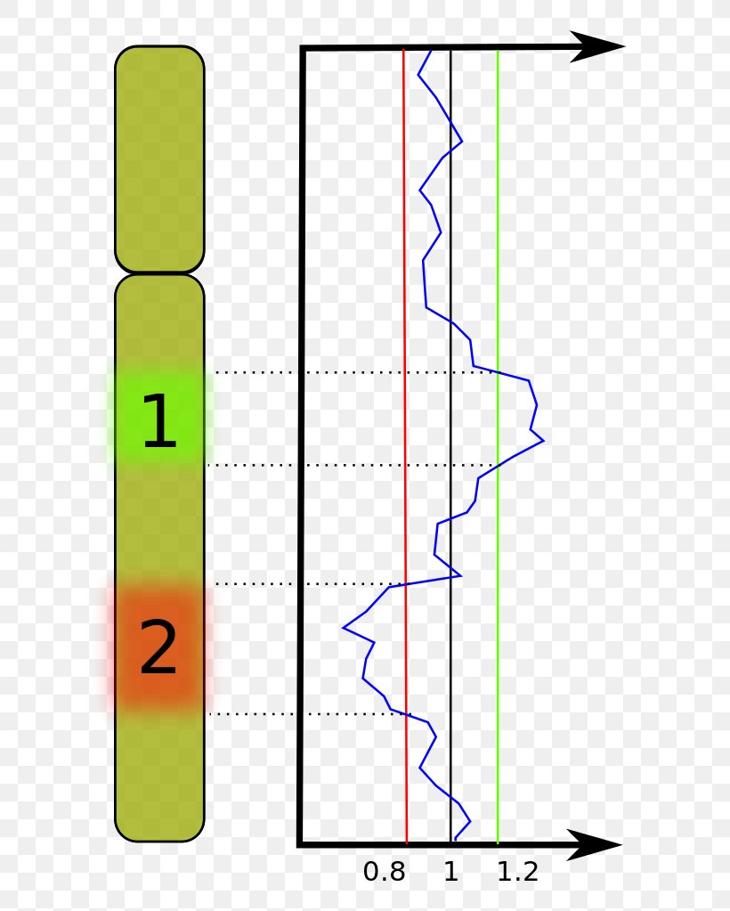 DNA Genome Cell Nucleus Extraction, PNG, 665x1023px, Dna, Area, Cell, Cell Nucleus, Diagram Download Free