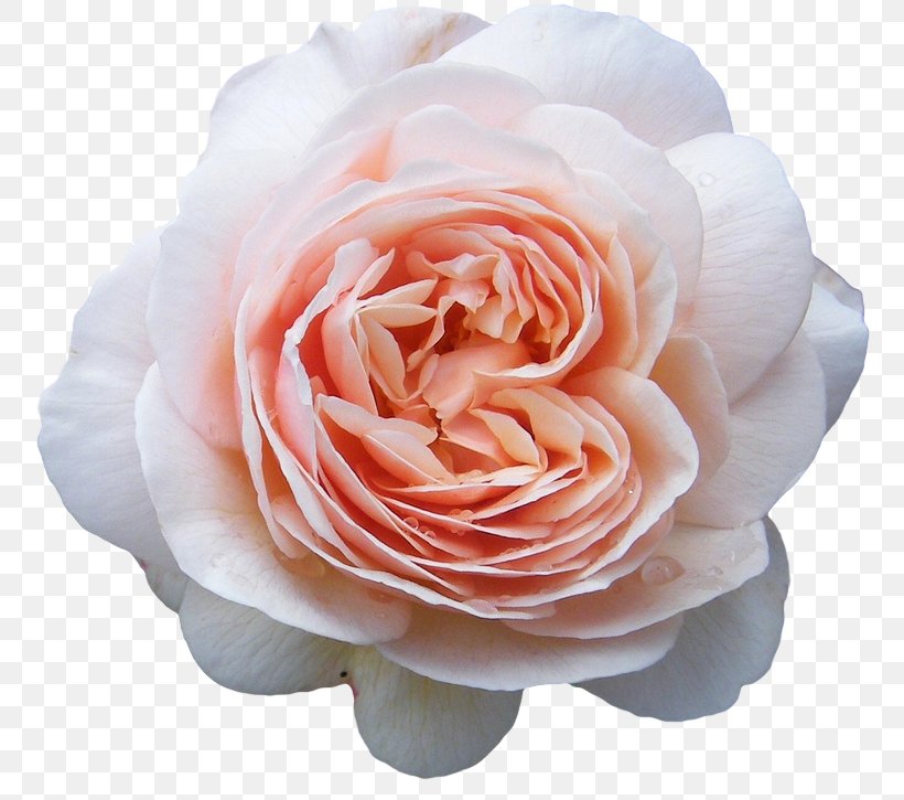 Flower Old Roses And English Roses Blue Rose Bud, PNG, 767x725px, Flower, Blue Rose, Bud, Chelsea Flower Show, Cut Flowers Download Free