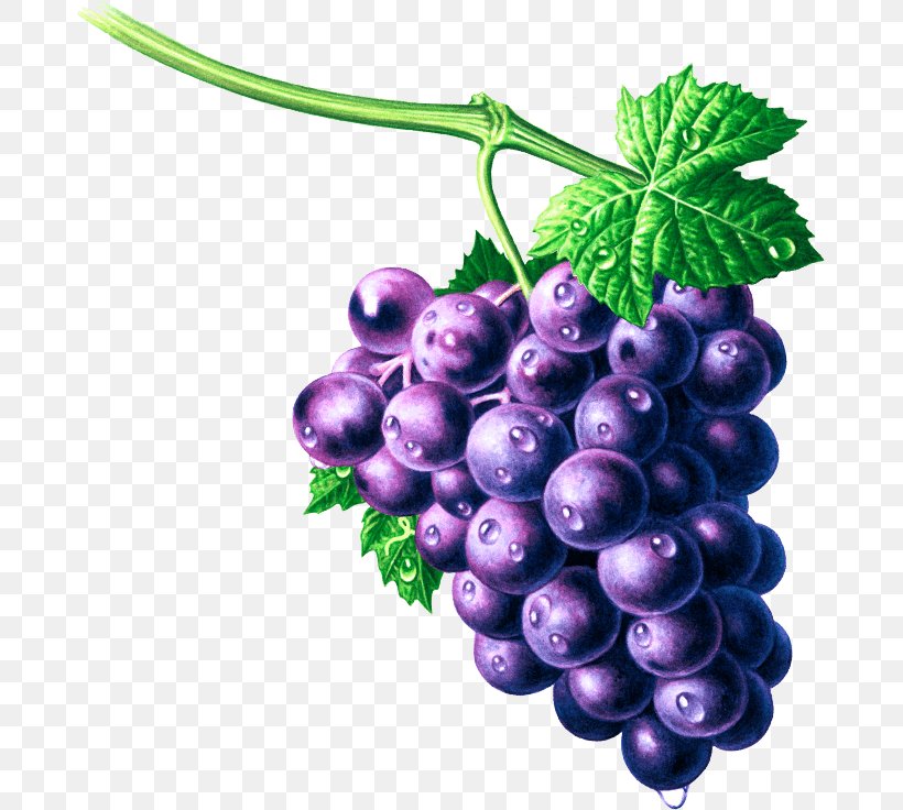 Grape Seed Extract Zante Currant Bilberry Seedless Fruit, PNG, 679x736px, Grape, Berry, Bilberry, Food, Fruit Download Free
