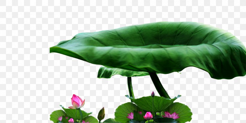 Lotus Pond, Kaohsiung Nelumbo Nucifera Lotus Effect Pulandian District, PNG, 1000x500px, Lotus Pond Kaohsiung, Annual Plant, Aquatic Plant, Chinese Mitten Crab, Egyptian Lotus Download Free